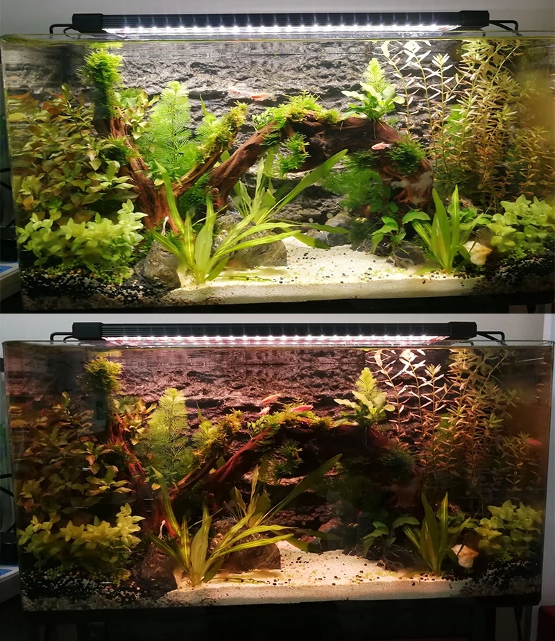 Planted Aquarium Hours - Aquarium LED Lighting 24/7 Hour Full