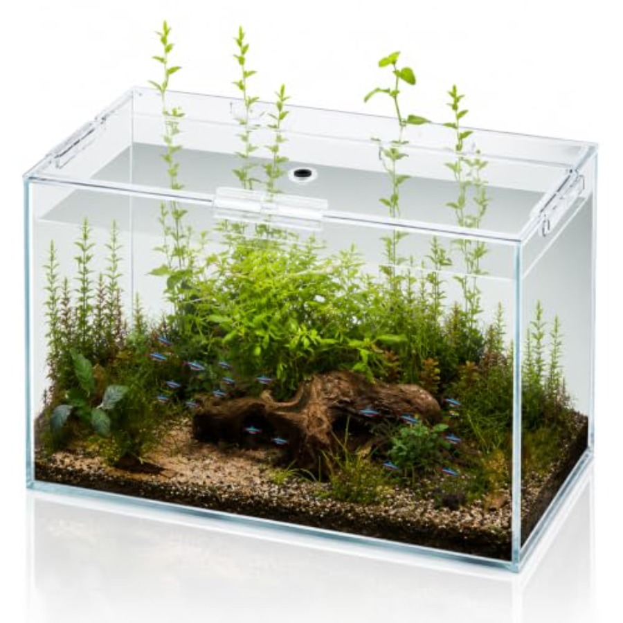 Planted Aquarium Betta - 10 Gallon Glass Fish Tank Open-Back