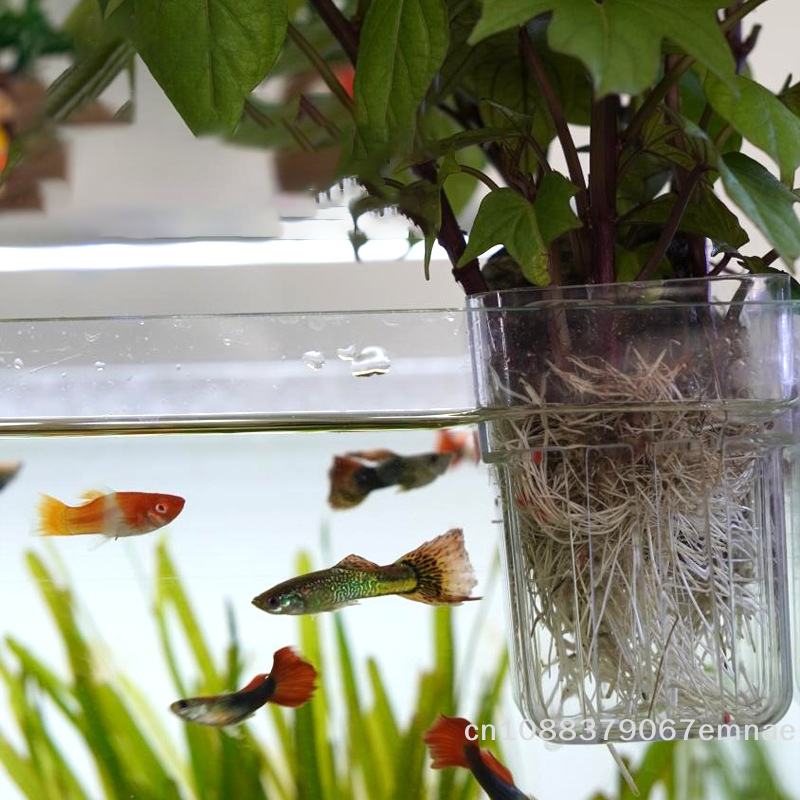 Wall-Mounted Transparent Hydro - Aquarium Planted Tank Setup avis et prix