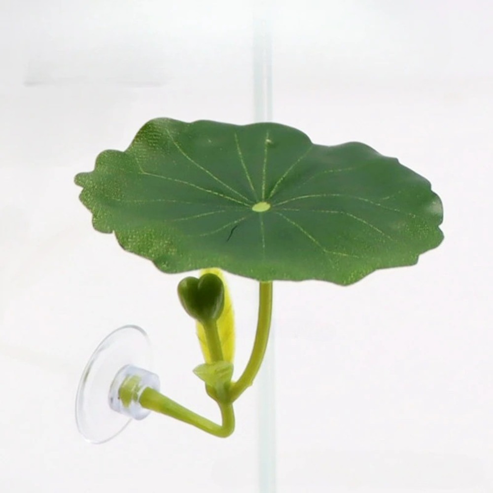 Lotus leaf Betta Fish Hammock  - Planted Aquarium Betta avis et prix