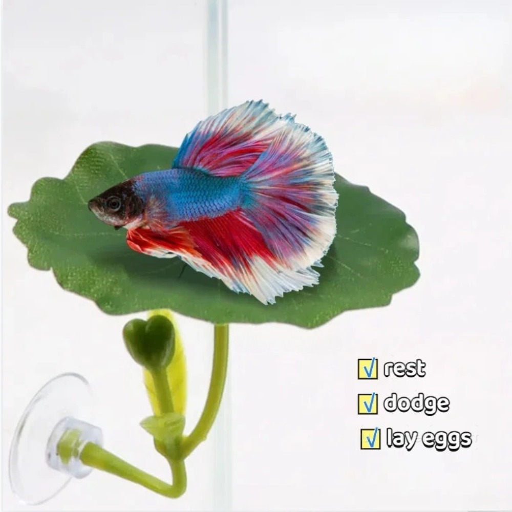 Lotus leaf Betta Fish Hammock  - Planted Aquarium Betta avis et prix