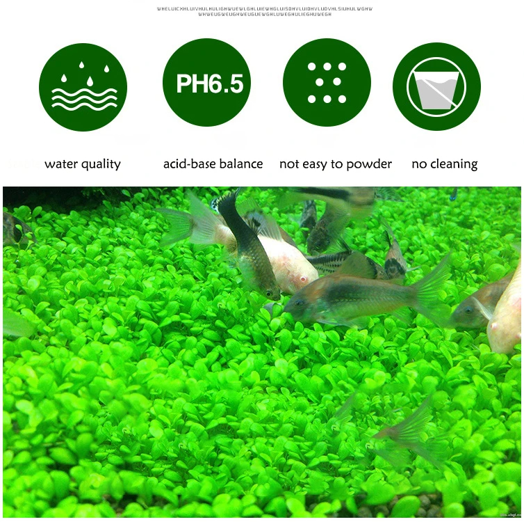 Fish Tank Water Grass Mud Plan - Aquarium Plant Seeds avis et prix
