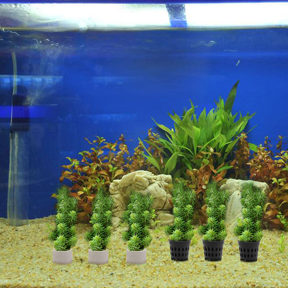1Set Aquarium Water Plant Fixi - Aquarium Planted Tank Setup avis et prix