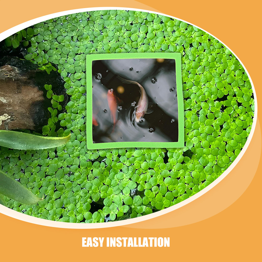 10Pcs Aquarium Floating Plant  - Planted Aquarium Betta avis et prix