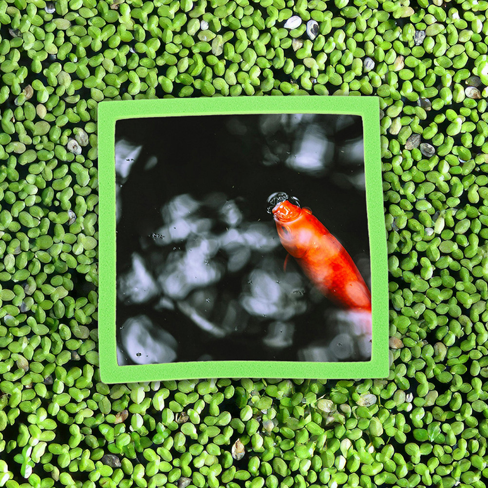 10Pcs Aquarium Floating Plant  - Planted Aquarium Betta avis et prix