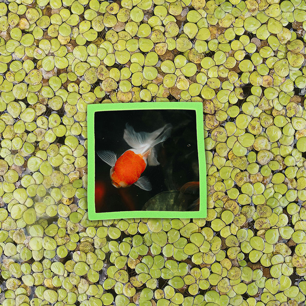 10Pcs Aquarium Floating Plant  - Planted Aquarium Betta avis et prix