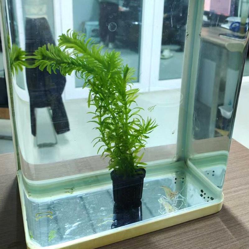 4Pcs Pet Fish Tank Landscaping - Aquarium Planting avis et prix