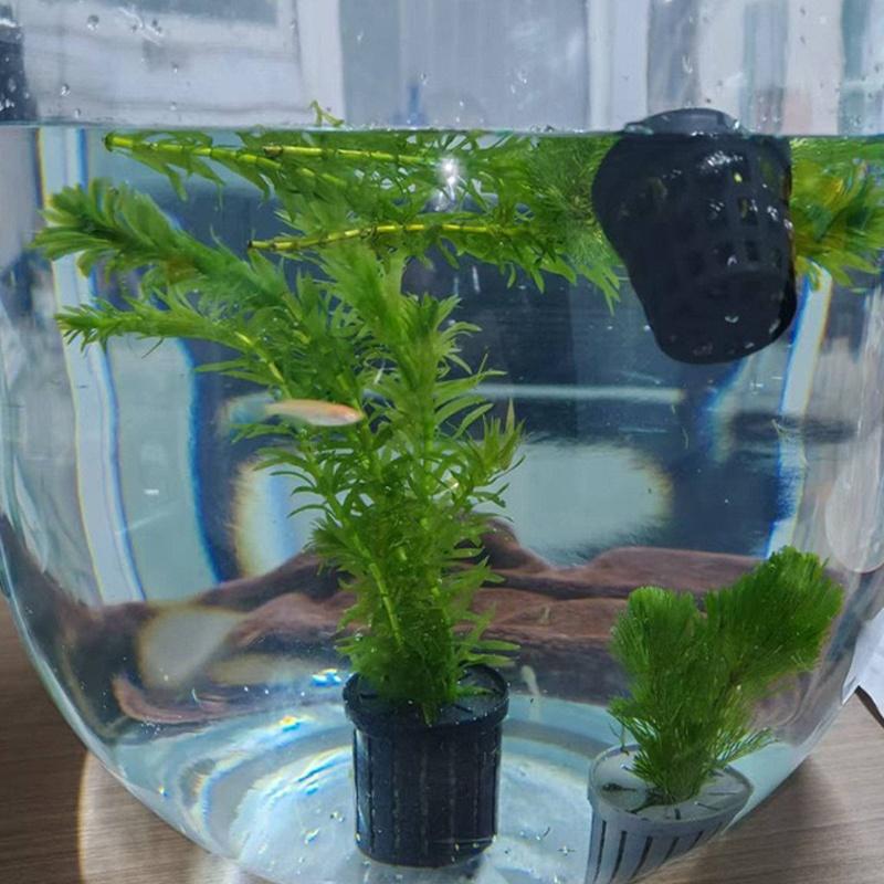 4Pcs Pet Fish Tank Landscaping - Aquarium Planting avis et prix