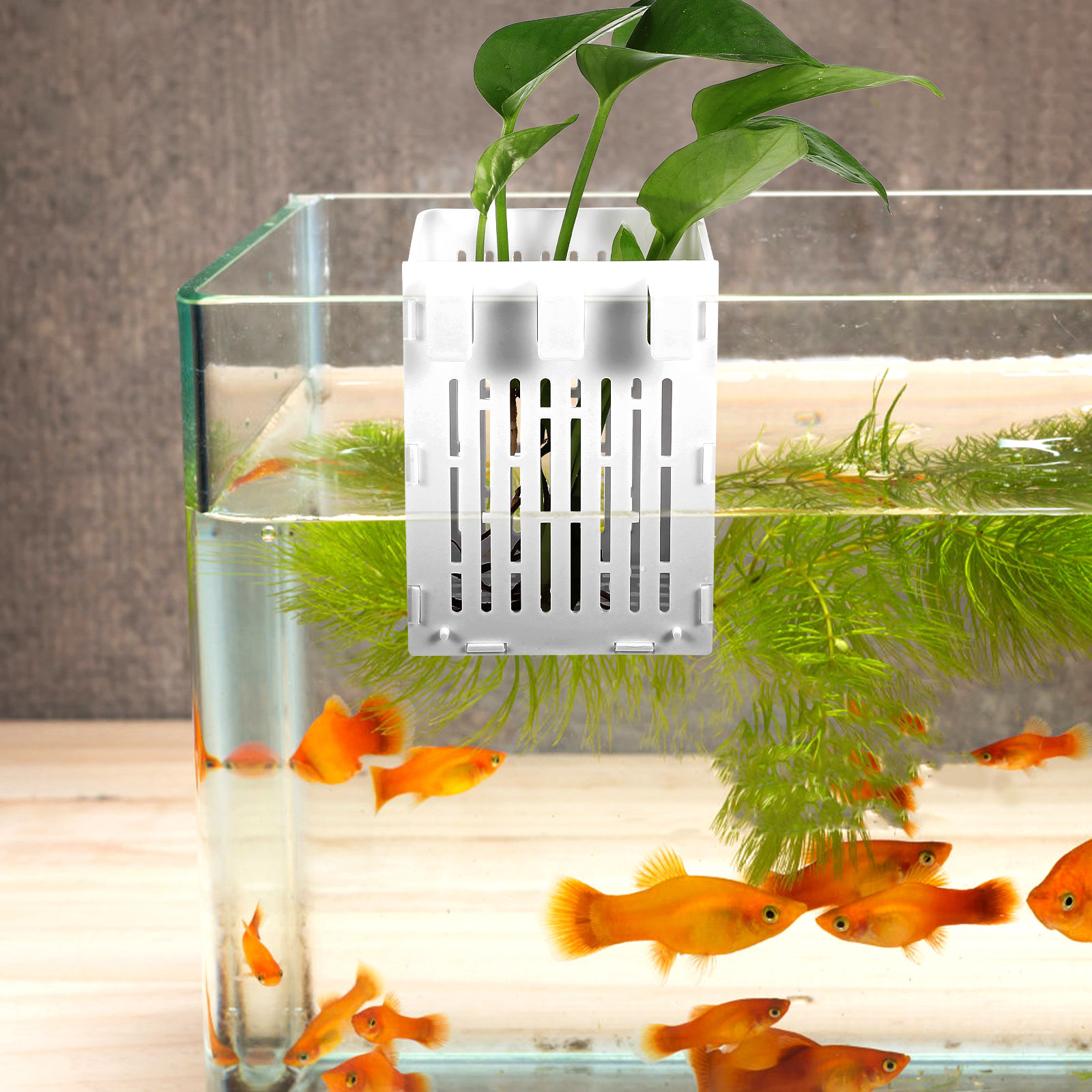 2Pcs Aquatic Plant Holder Hang - Aquarium Planted Tank Setup avis et prix