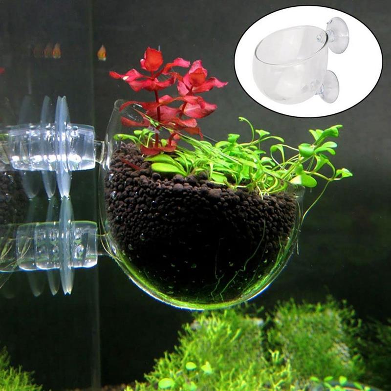 Aquarium Plant Pot Glass Cylin - Aquarium Plant Seeds avis et prix