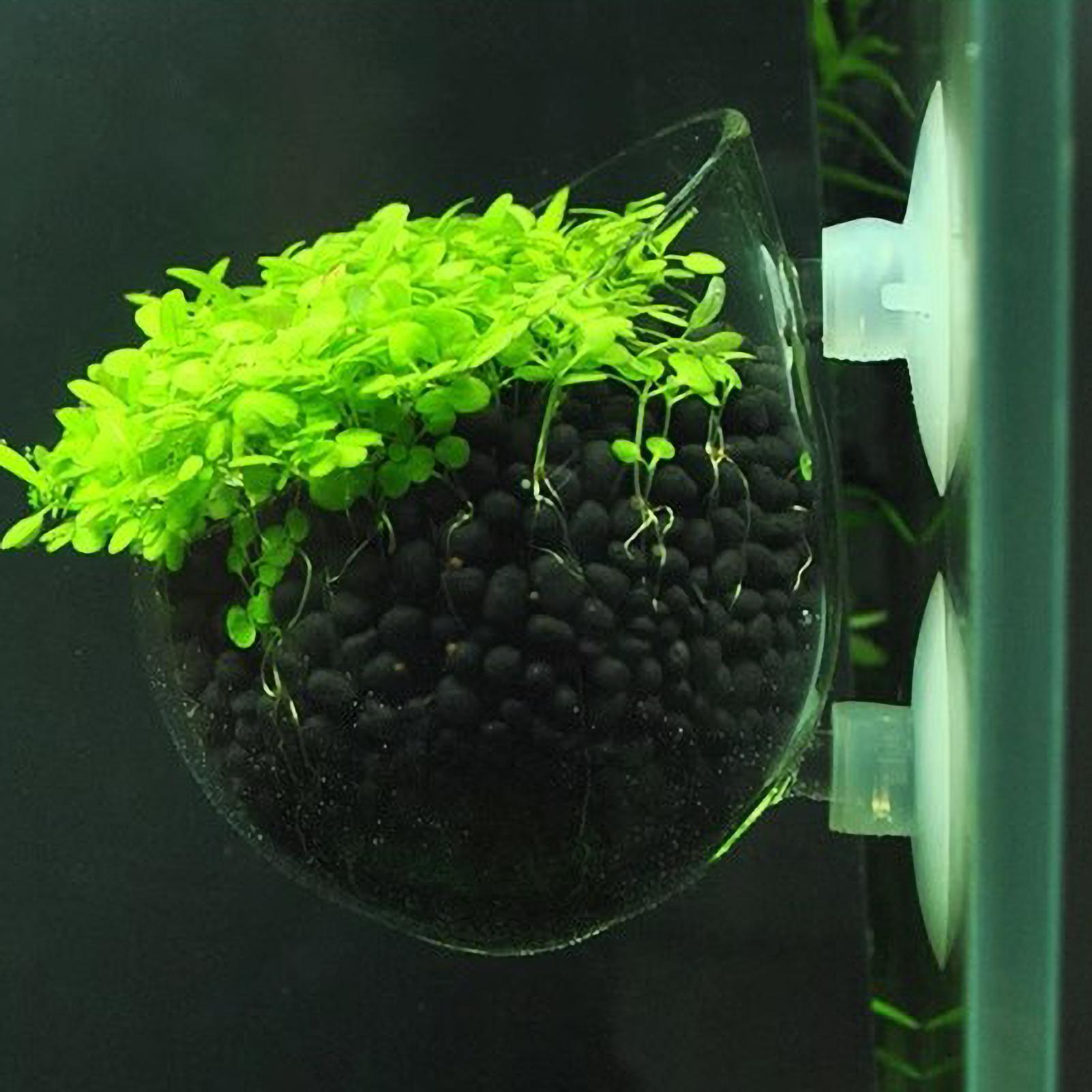 Aquarium Plant Holder Glass Aq - Aquarium Plant Live avis et prix