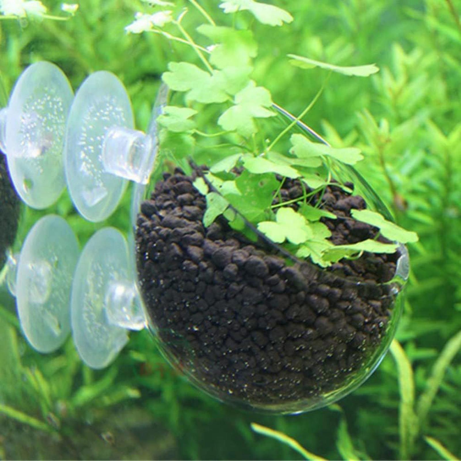 Aquarium Plant Holder Glass Aq - Aquarium Plant Live avis et prix