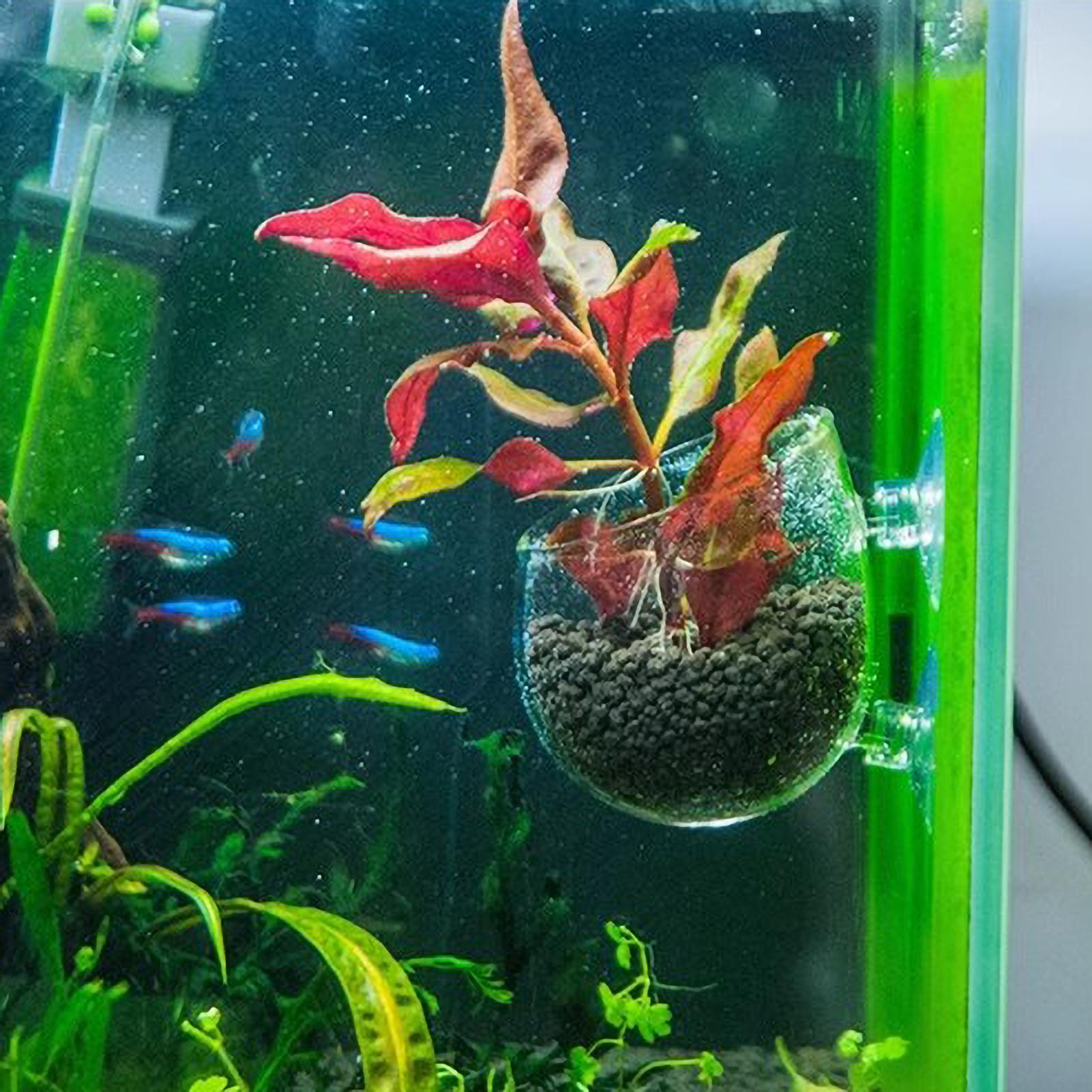 Aquarium Plant Holder Glass Aq - Aquarium Plant Live avis et prix
