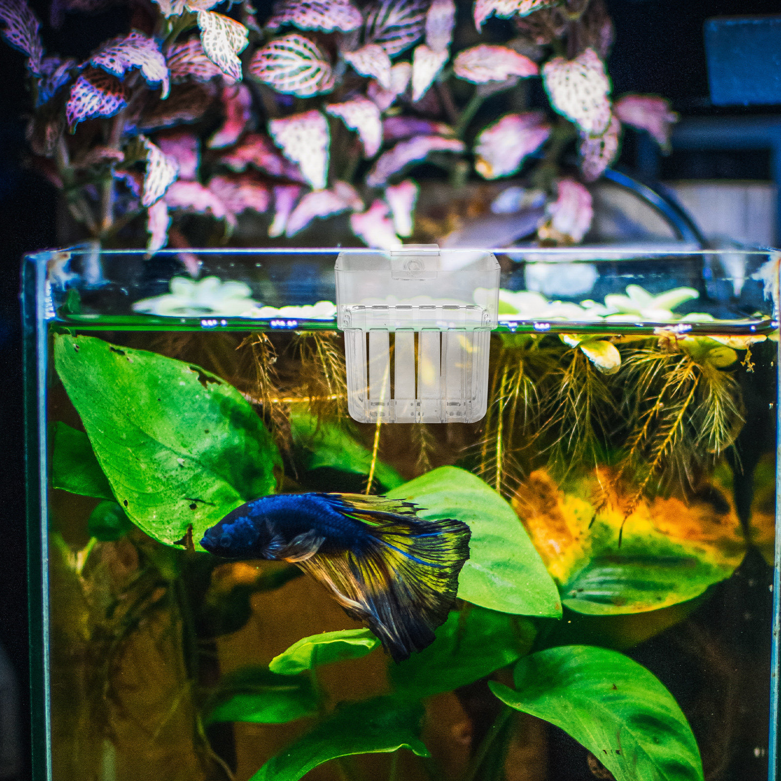 8Pcs Aquarium Plant Holder: Li - Aquarium Planted Tank Setup avis et prix