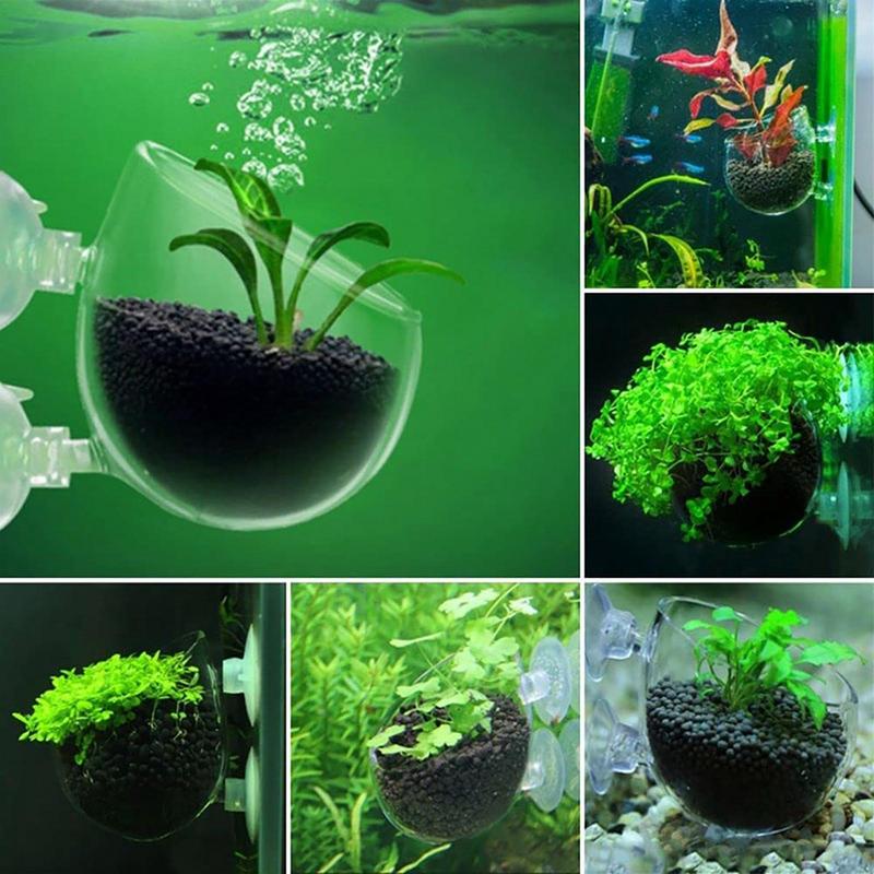 Acrylic Aquatic Plant Cup Aqua - Aquarium Plant Seeds avis et prix