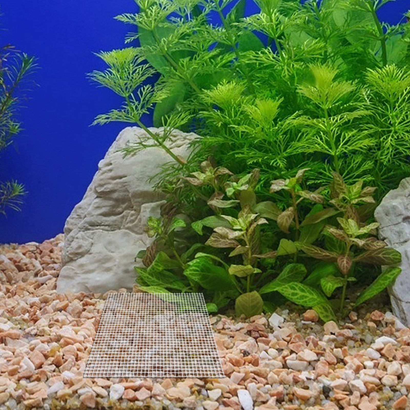 12Pcs Stainless Steel Aquarium - Aquarium Planted Tank Setup avis et prix
