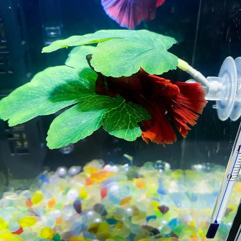 Betta Fish Leaf Hammock Aquari - Planted Aquarium Betta avis et prix