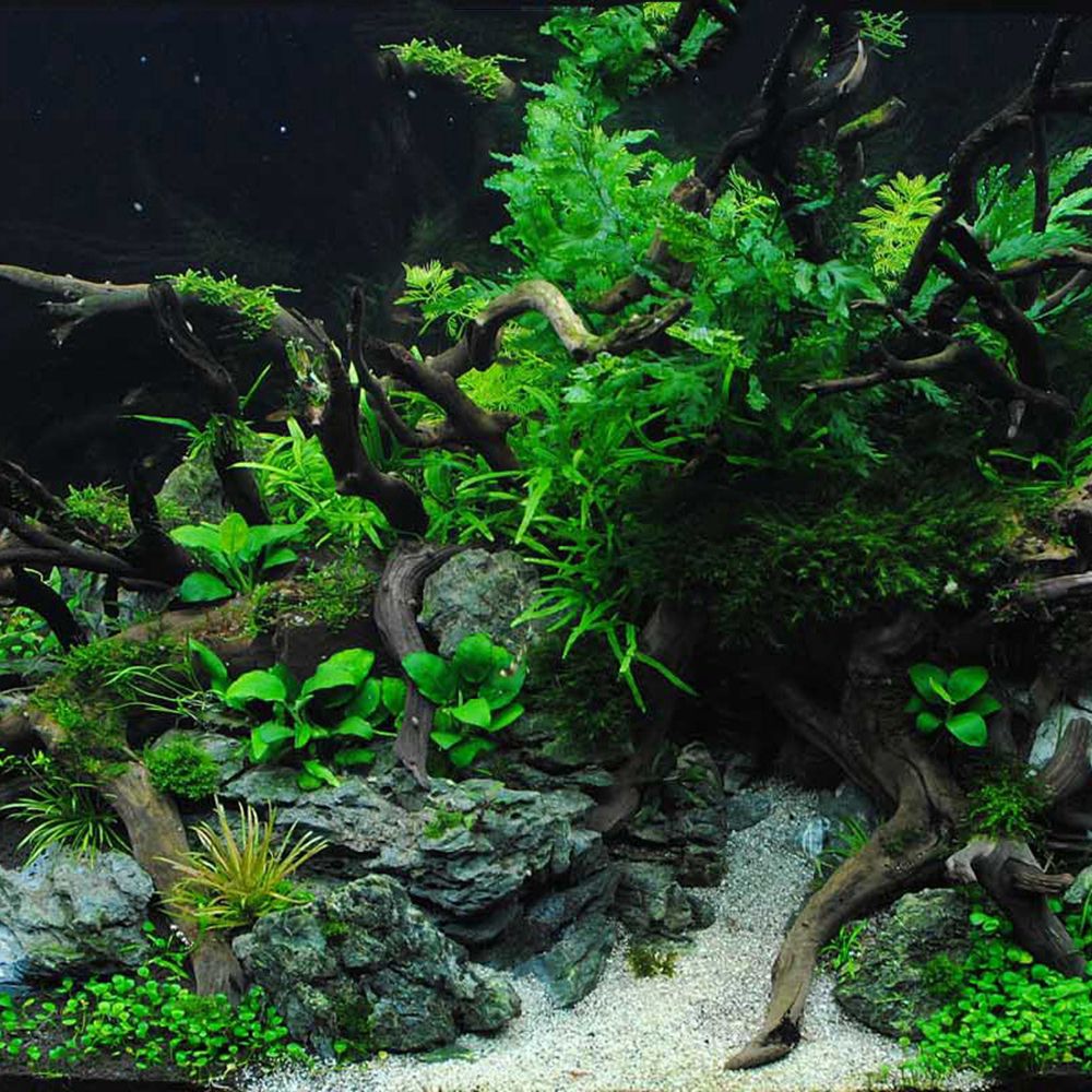 1 Pcs Wood Reptile Fish Tank O - Aquarium Plant Live avis et prix