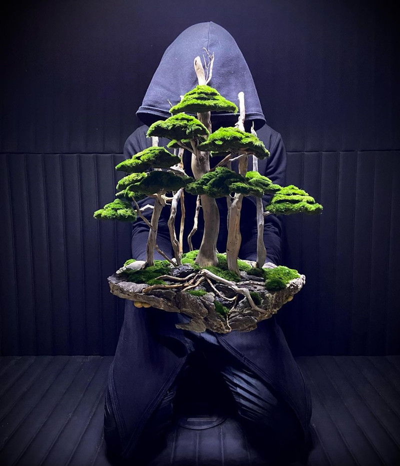 100% Handcraft Aquarium Bonsai - Aquarium Plant On Wood avis et prix