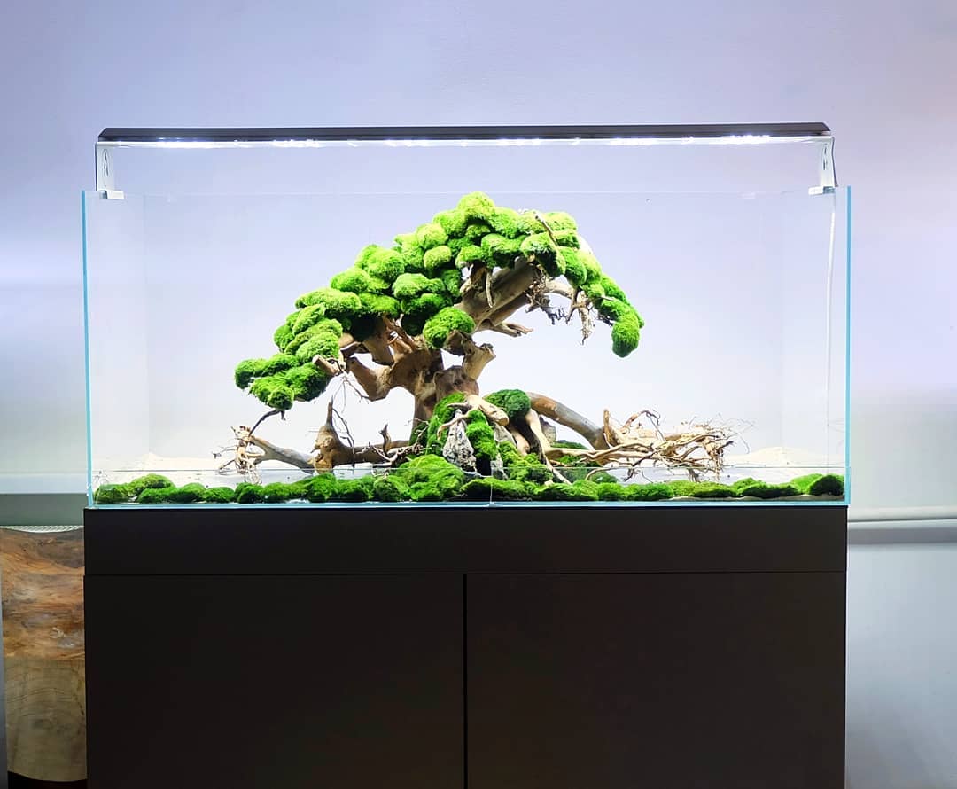 100% Handcraft Aquarium Bonsai - Aquarium Plant On Wood avis et prix