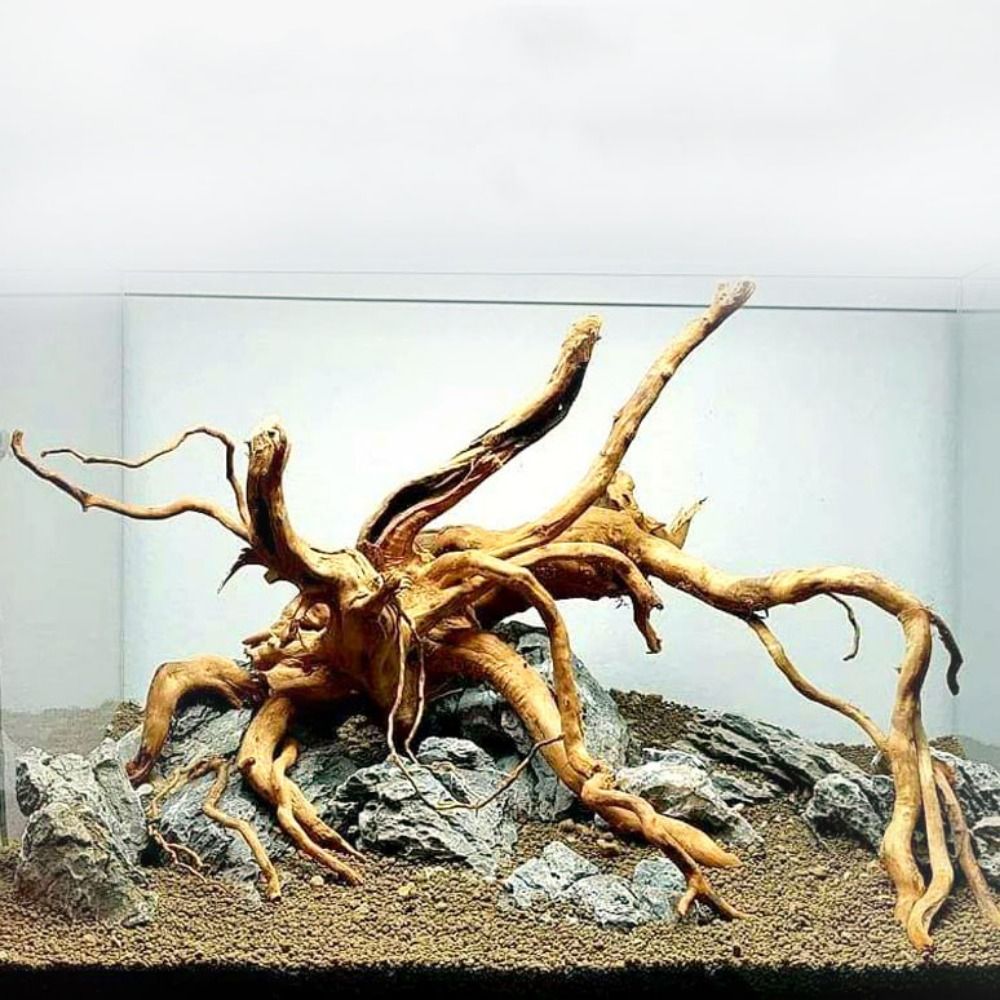 Natural Tree Trunk Aquarium De - Aquarium Plant Live avis et prix