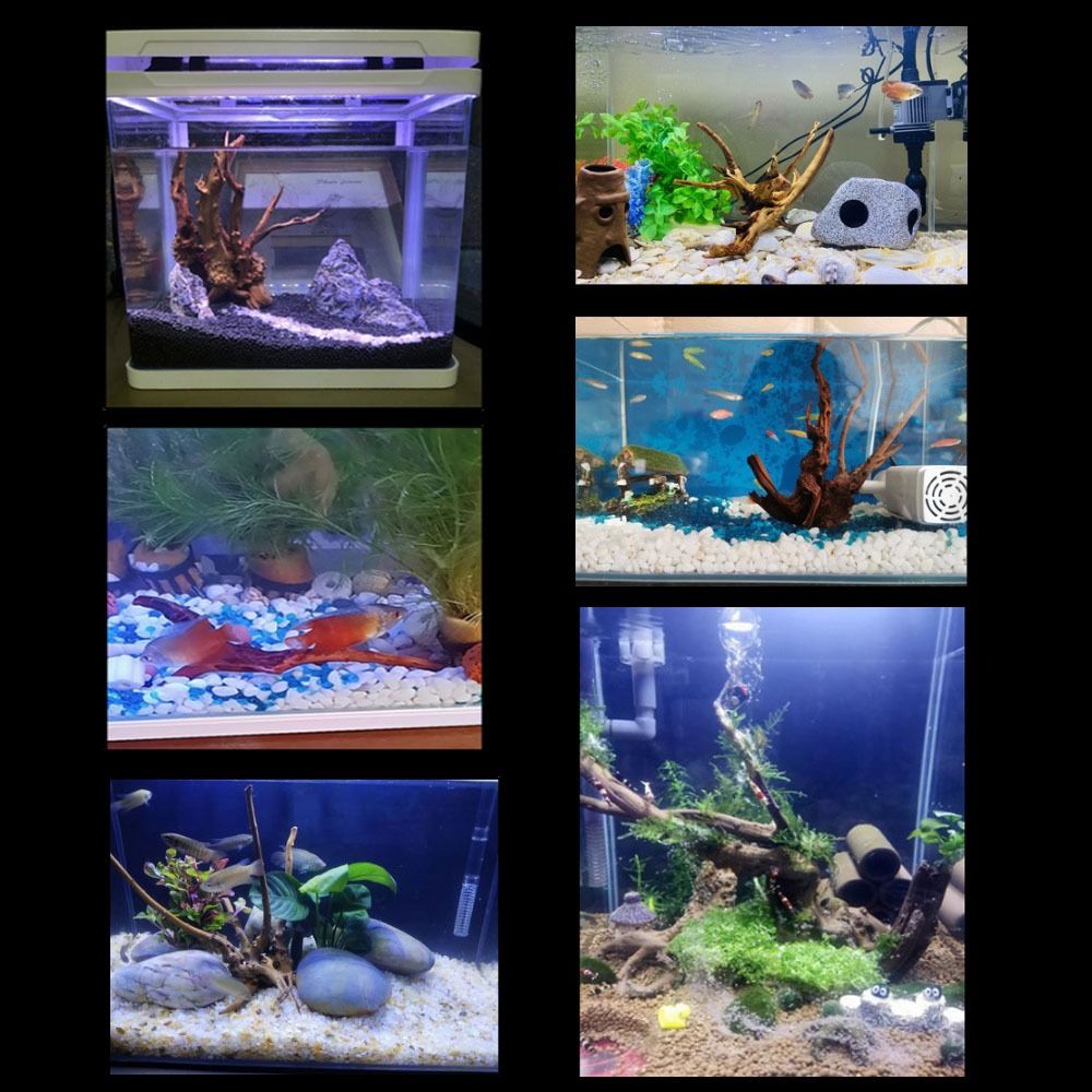 Natural Tree Trunk Aquarium De - Aquarium Plant Live avis et prix
