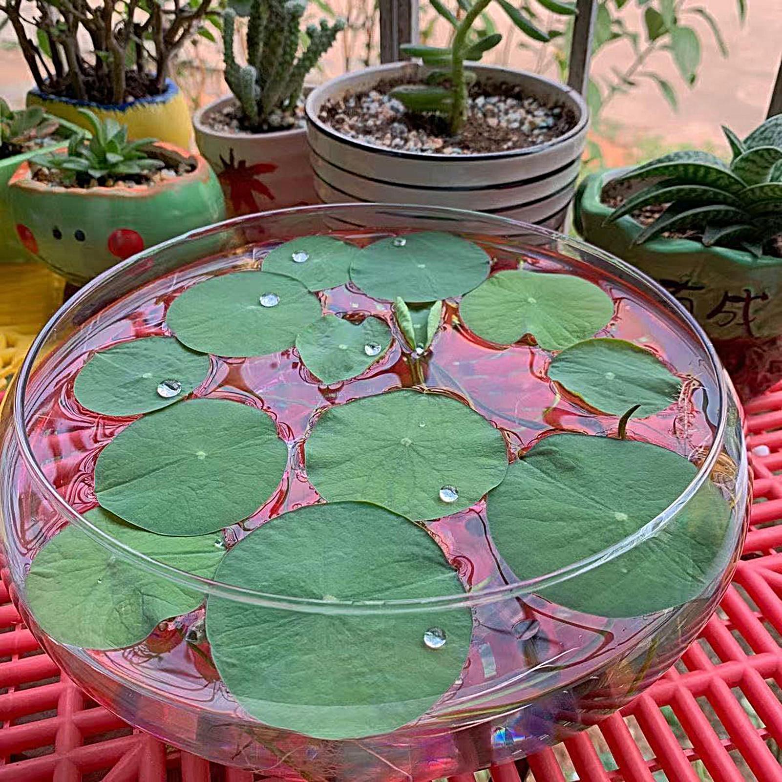 Fish Glass Bowl Glass Large Hy - Aquarium Planting avis et prix