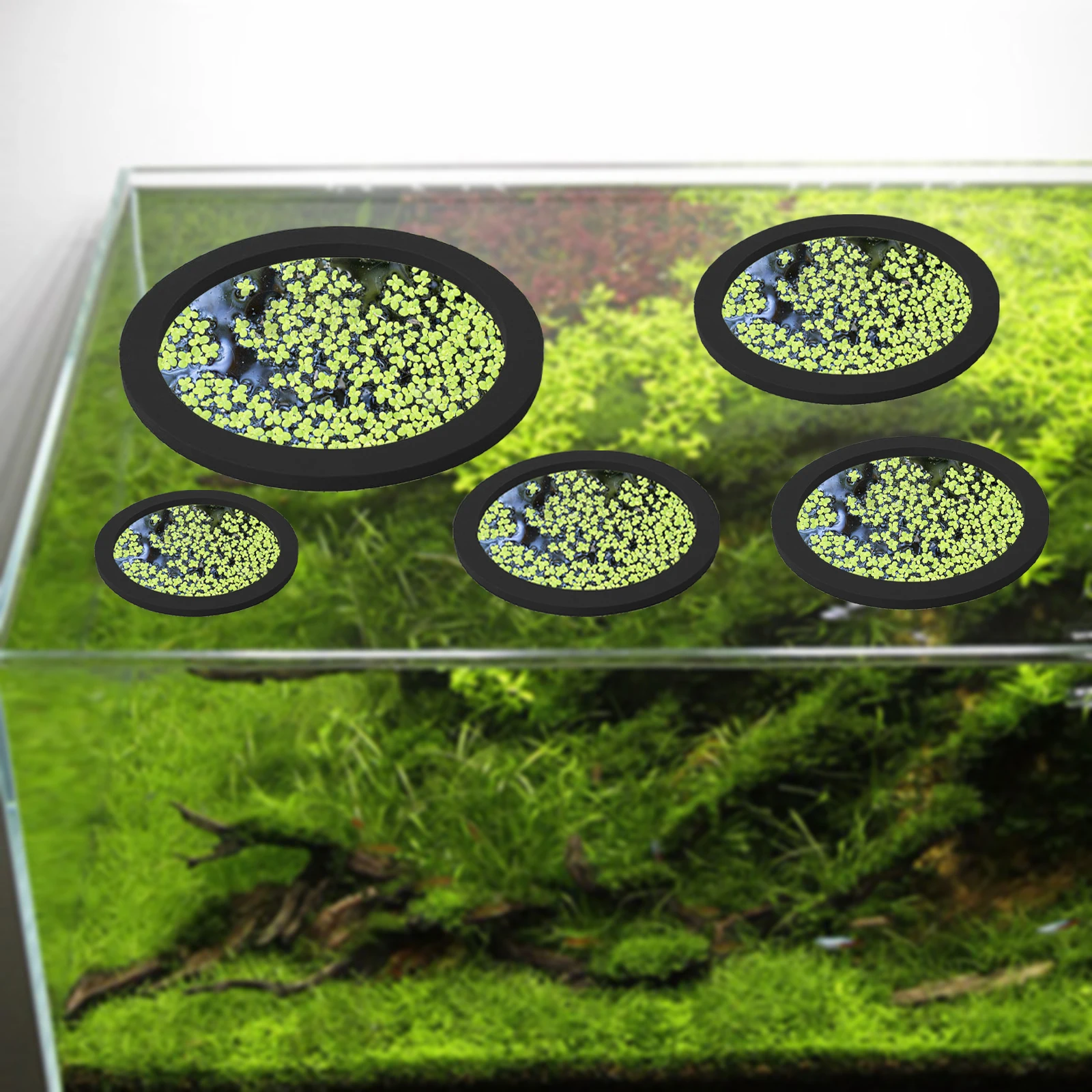 5Pcs EVA Fish Feeding Ring Aqu - Aquarium Planting avis et prix