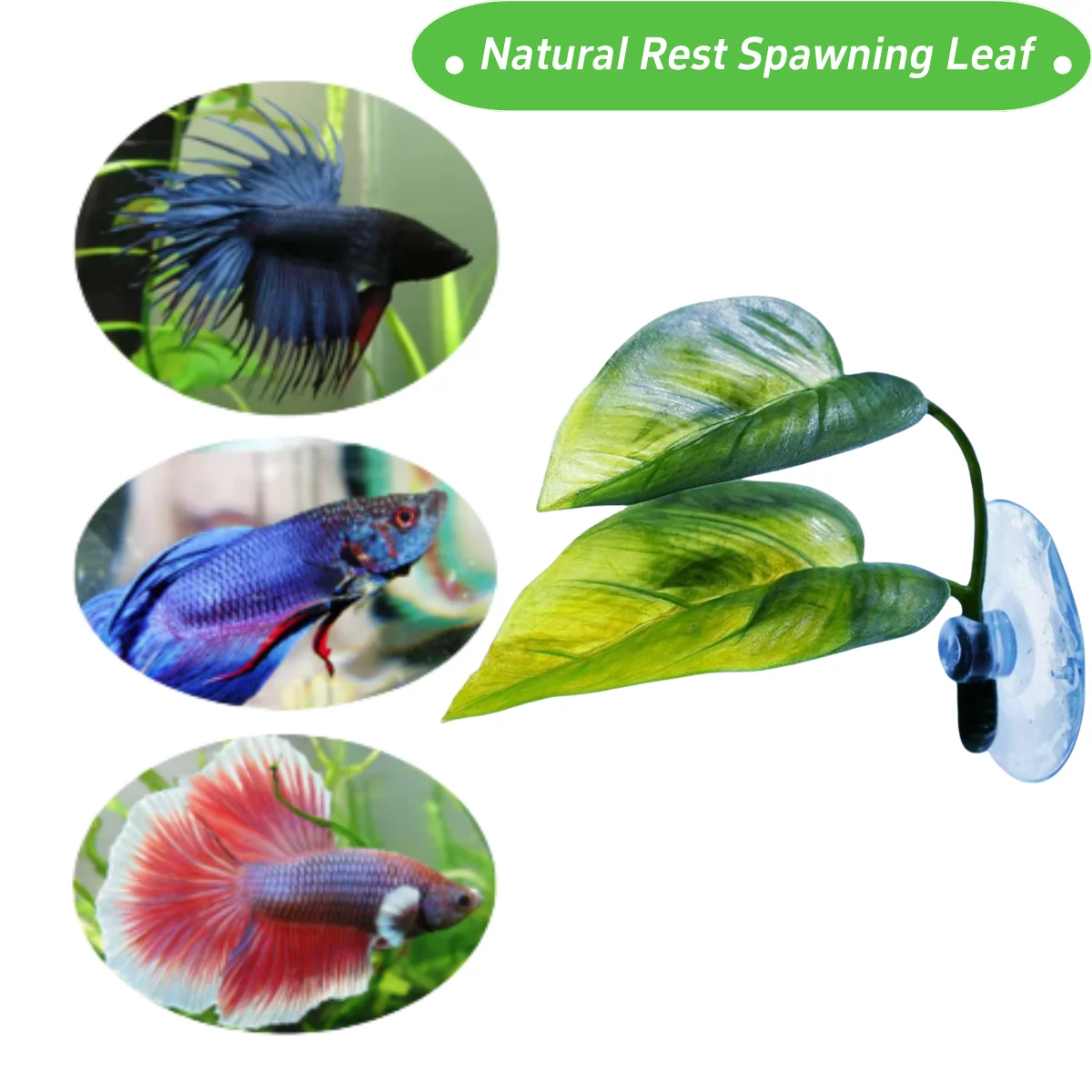 Pets Fish Tank Decor Betta Rel - Planted Aquarium Betta avis et prix