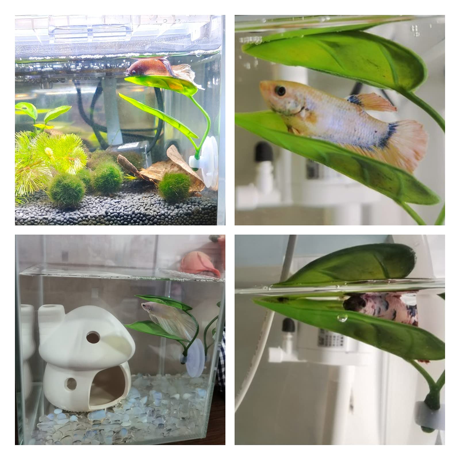 Pets Fish Tank Decor Betta Rel - Planted Aquarium Betta avis et prix