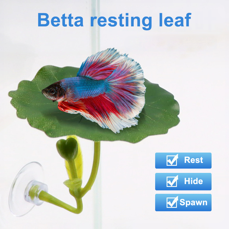 1 Pc Green Leaf Betta Fish Ham - Planted Aquarium Betta avis et prix