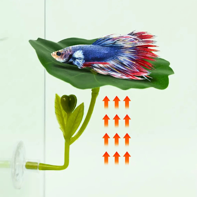 1 Pc Green Leaf Betta Fish Ham - Planted Aquarium Betta avis et prix