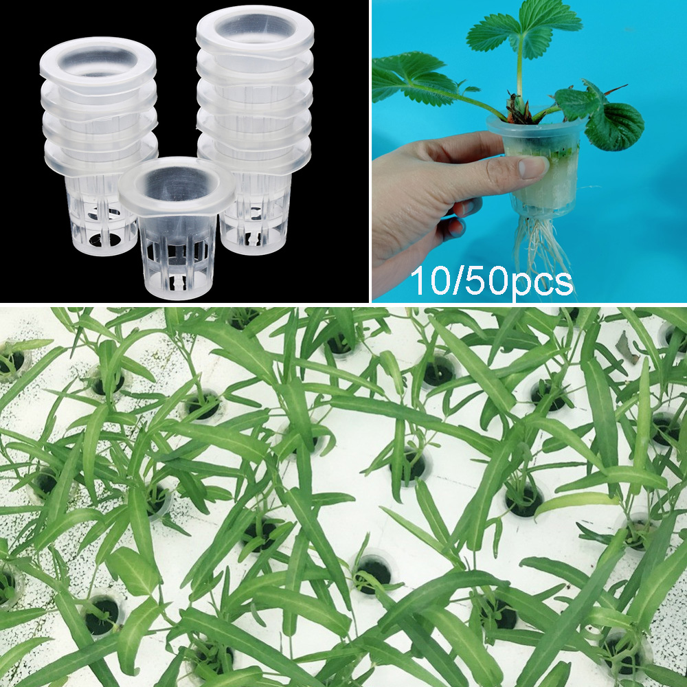 10/50pcs Garden Supplies Aquar - Aquarium Plant Seeds avis et prix
