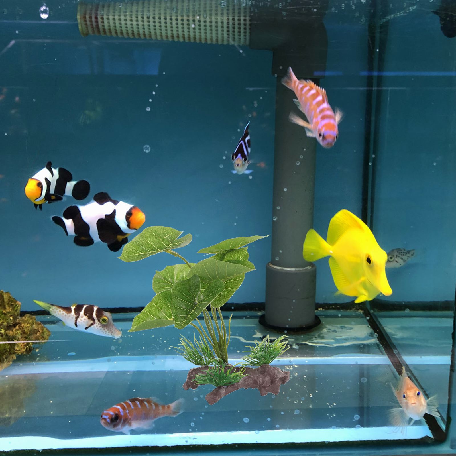 Artificial Underwater Plant Aq - Aquarium Plant Seeds avis et prix