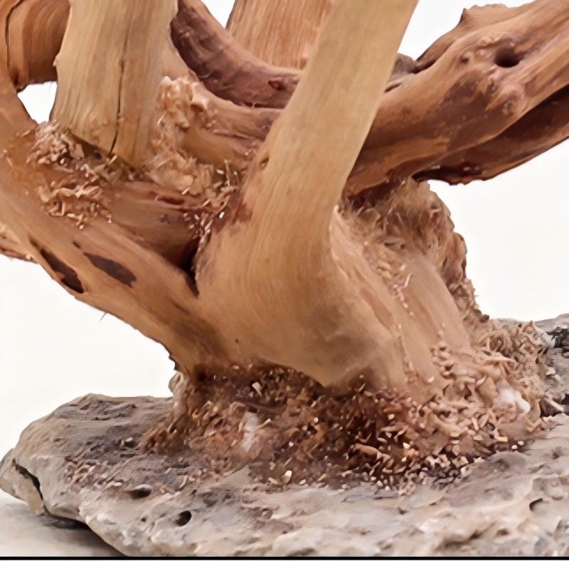 1PC Aquarium Landscaping Wood  - Aquarium Plant Live avis et prix