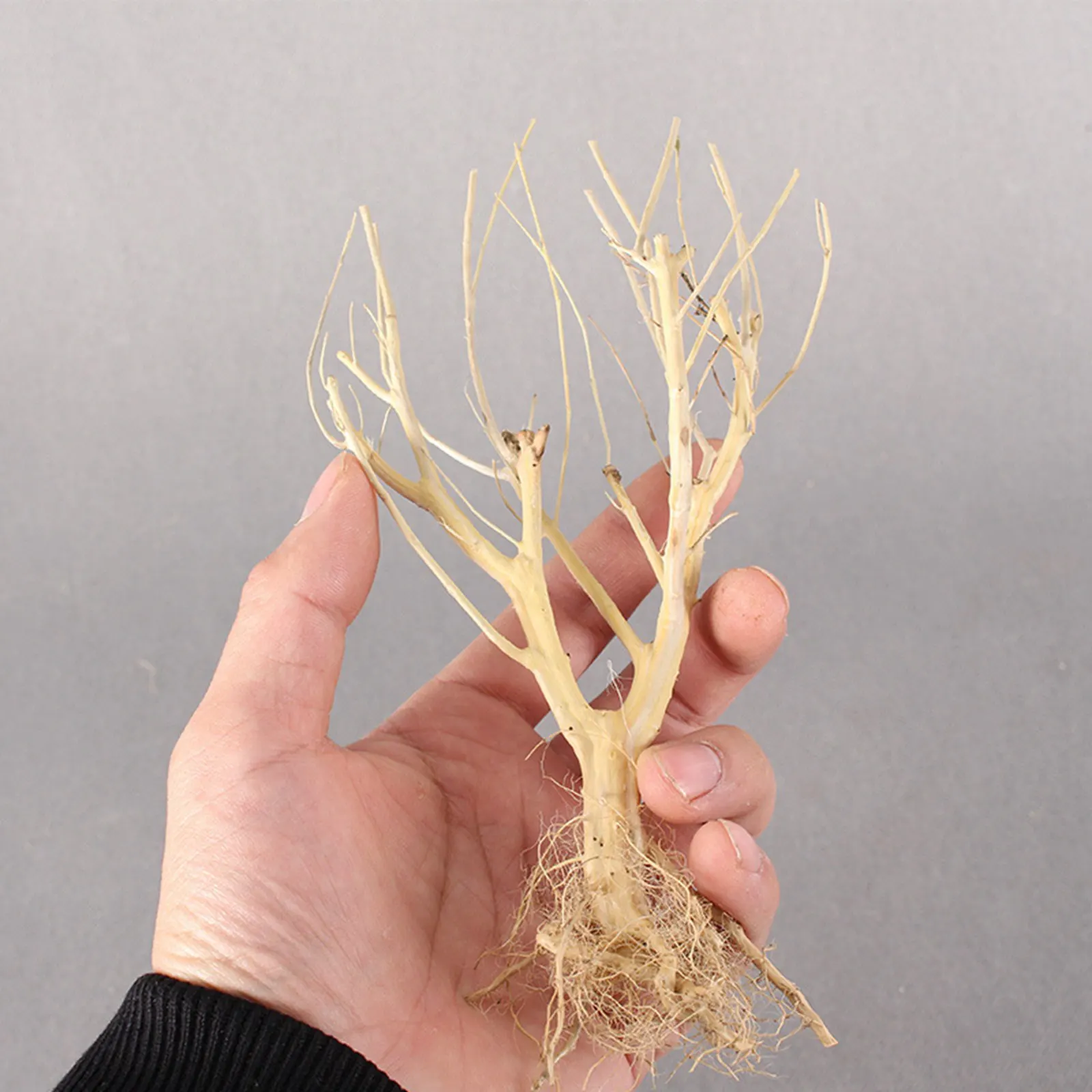 New DIY Driftwood Aquarium Mos - Aquarium Plant On Wood avis et prix