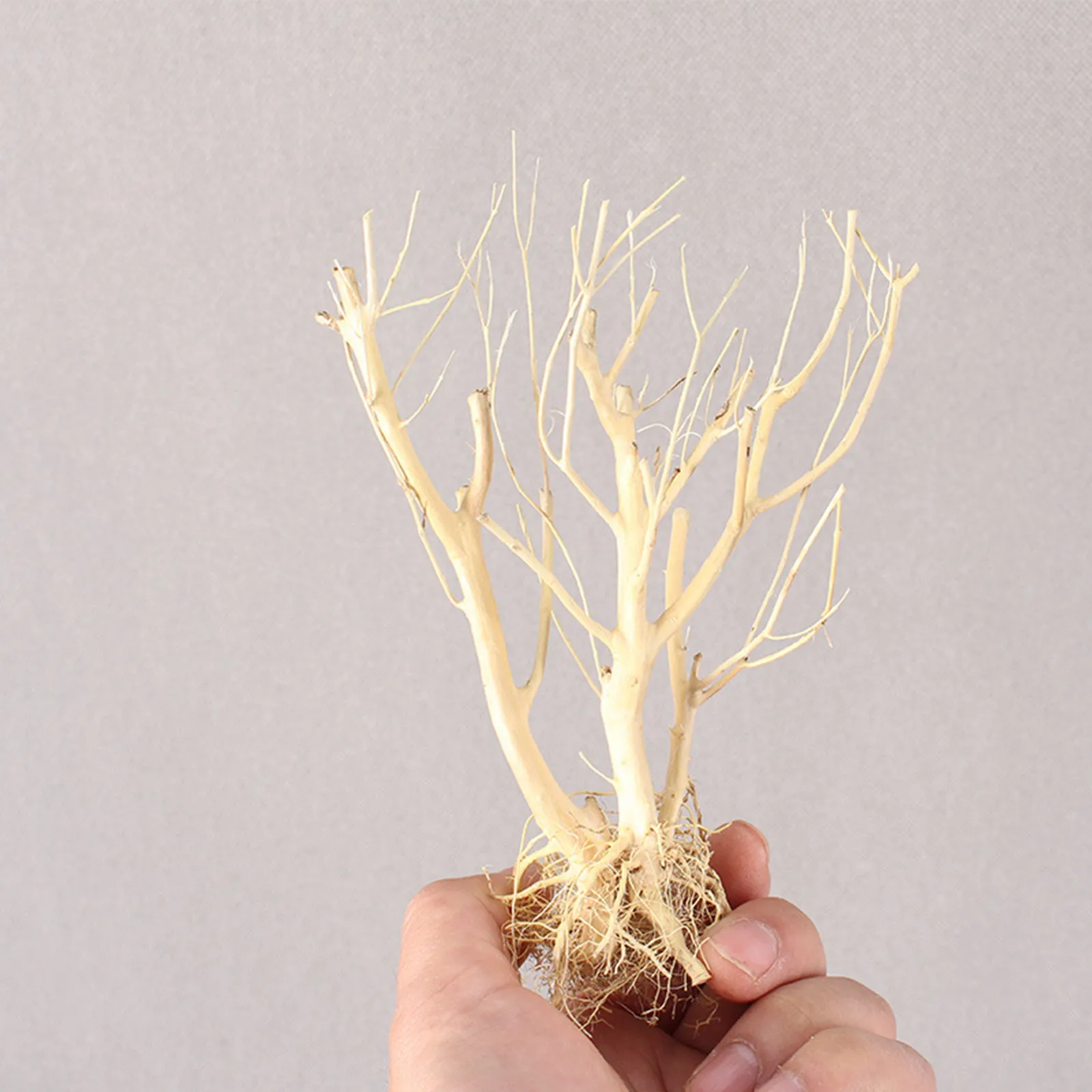 New DIY Driftwood Aquarium Mos - Aquarium Plant On Wood avis et prix