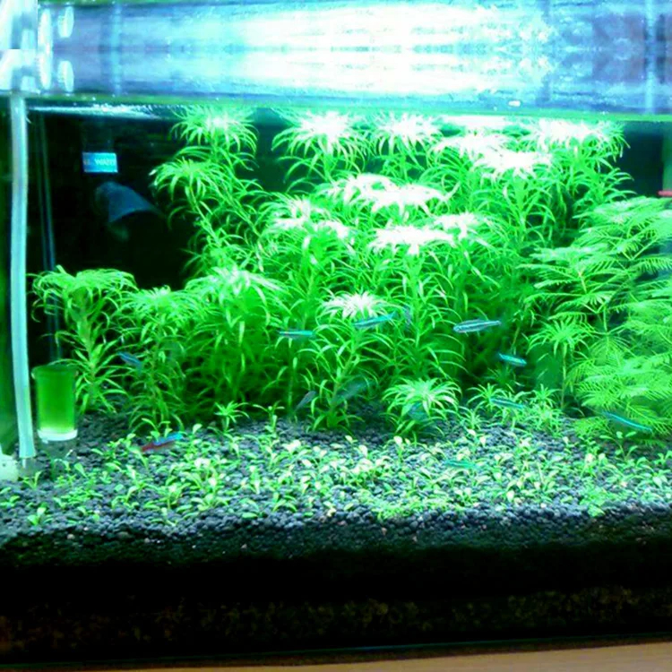 Fish Tank Water Grass Mud Plan - Aquarium Plant Seeds avis et prix