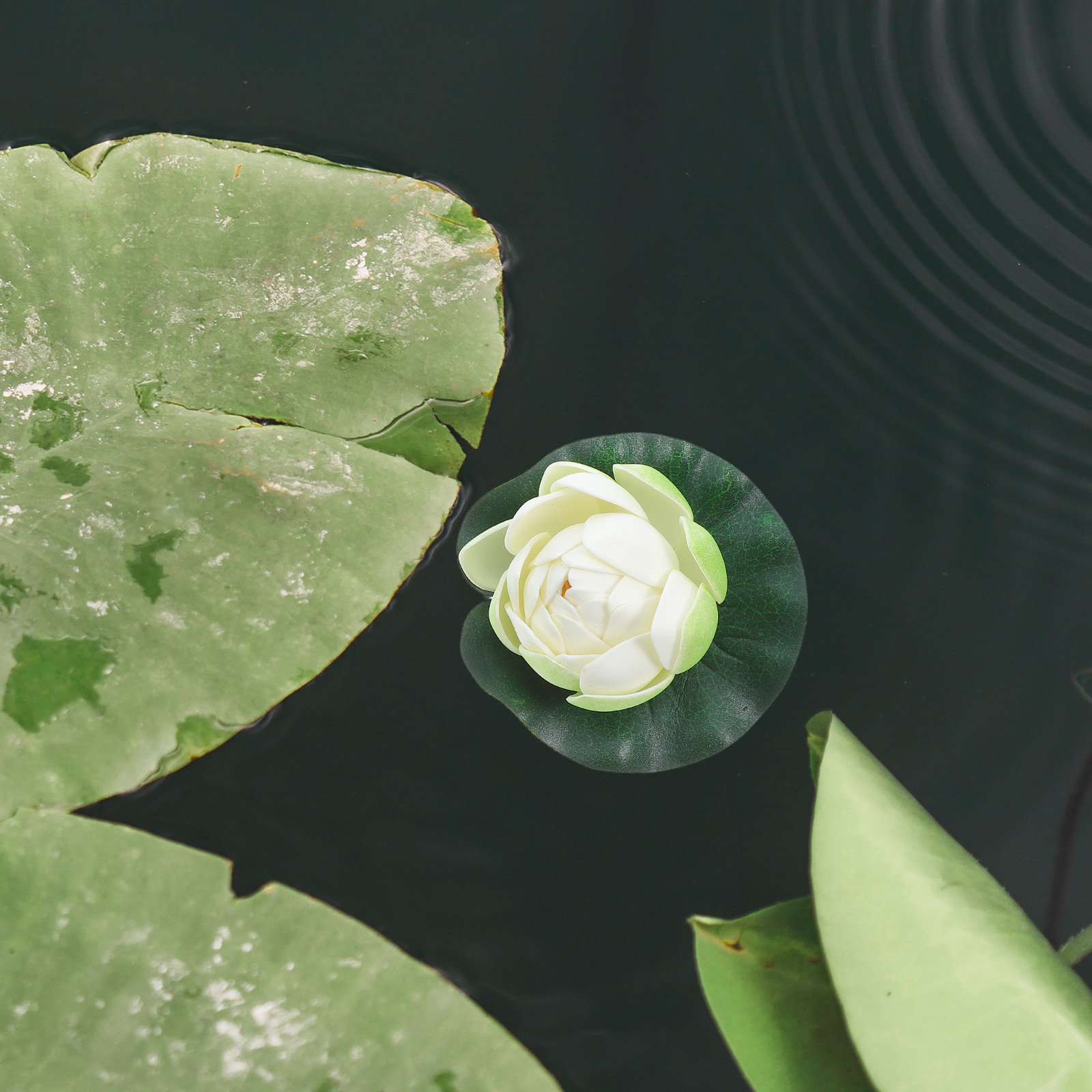 5Pcs Artificial Floating Water - Aquarium Planting avis et prix