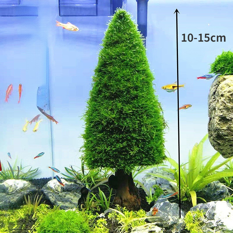 Aquarium Decoration Aquatic Pl - Aquarium Plant Seeds avis et prix