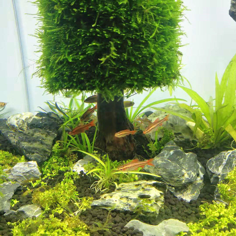 Aquarium Decoration Aquatic Pl - Aquarium Plant Seeds avis et prix