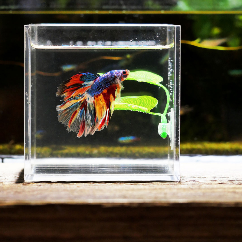 Artificial Aquarium Leaf Plant - Planted Aquarium Betta avis et prix