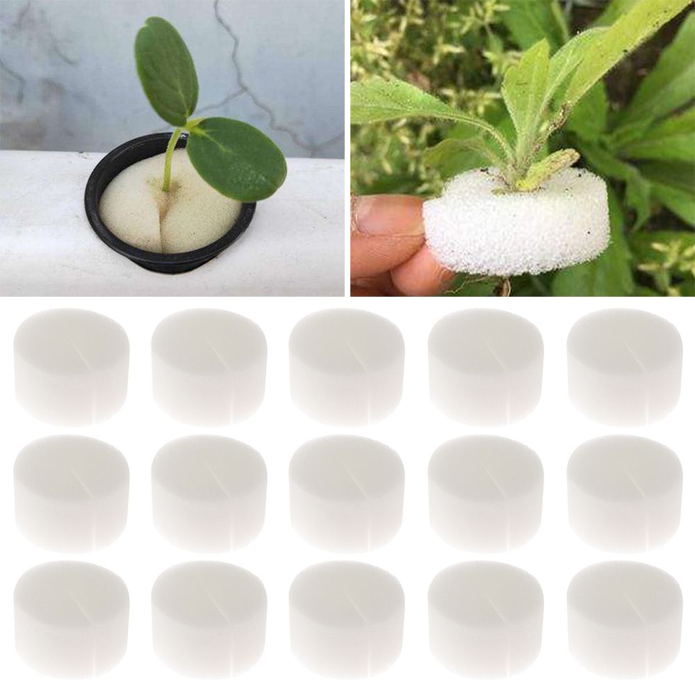 10/50pcs Durable Planting Aqua - Aquarium Plant Seeds avis et prix