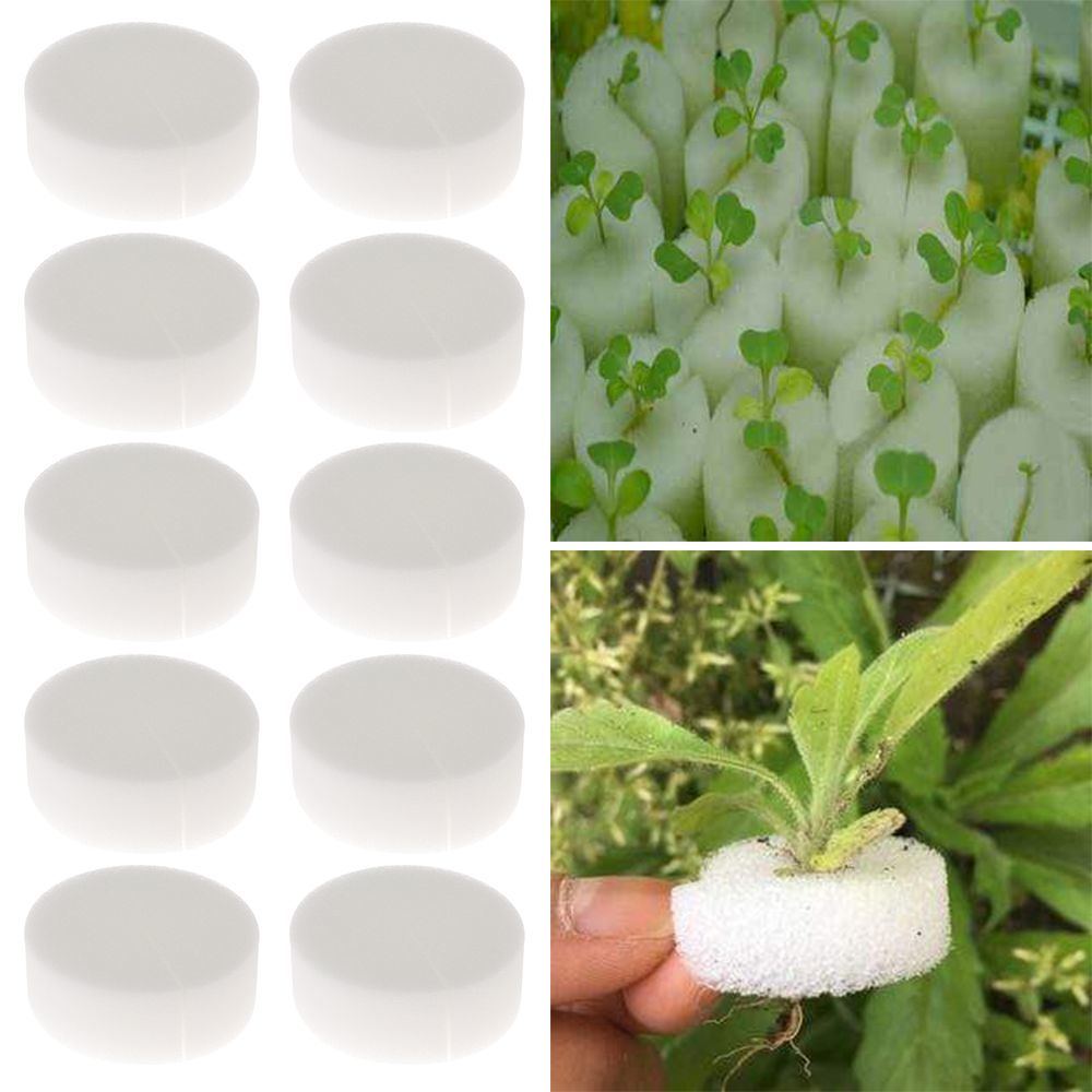 10/50pcs Durable Planting Aqua - Aquarium Plant Seeds avis et prix