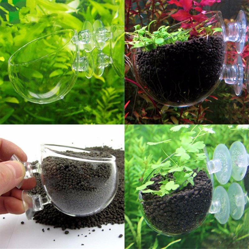 Aquarium Hanging Plant Pot Gla - Aquarium Plant Seeds avis et prix