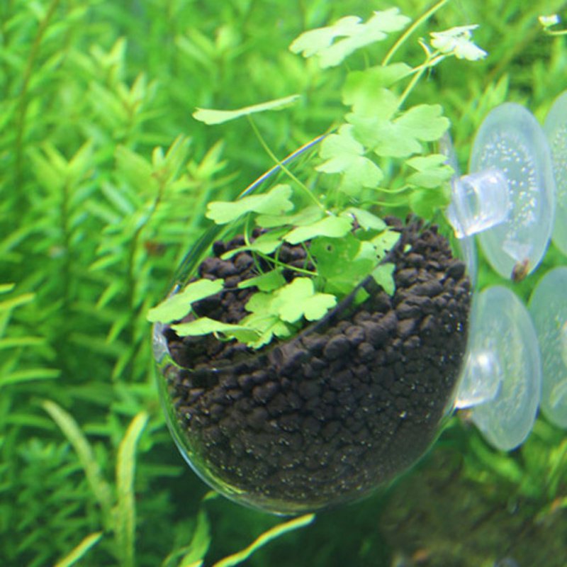 Aquarium Hanging Plant Pot Gla - Aquarium Plant Seeds avis et prix