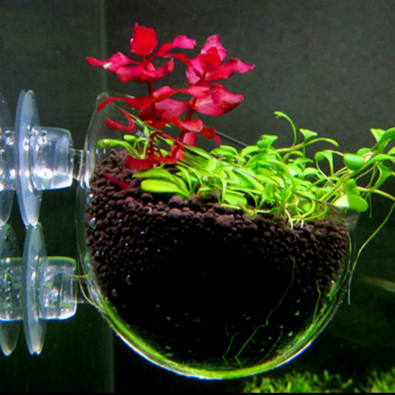 Aquarium Hanging Plant Pot Gla - Aquarium Plant Seeds avis et prix