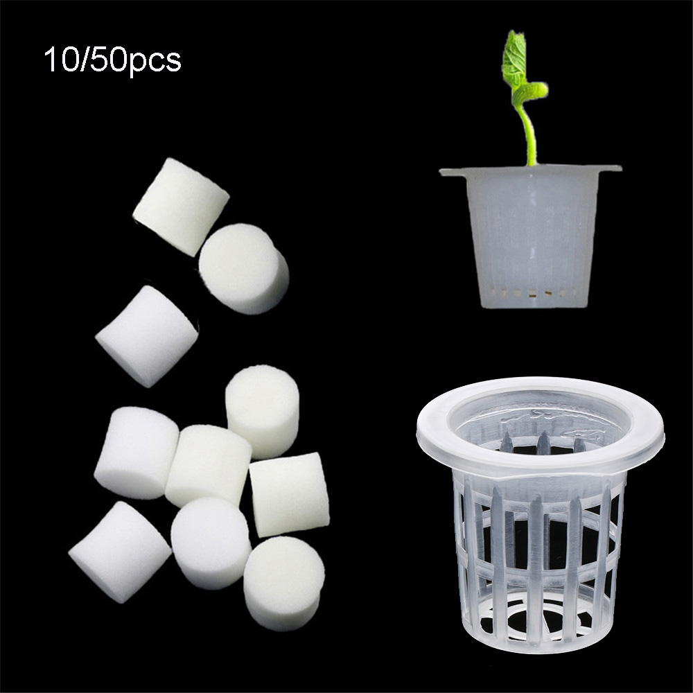 10/50pcs Durable Planting Aqua - Aquarium Plant Seeds avis et prix