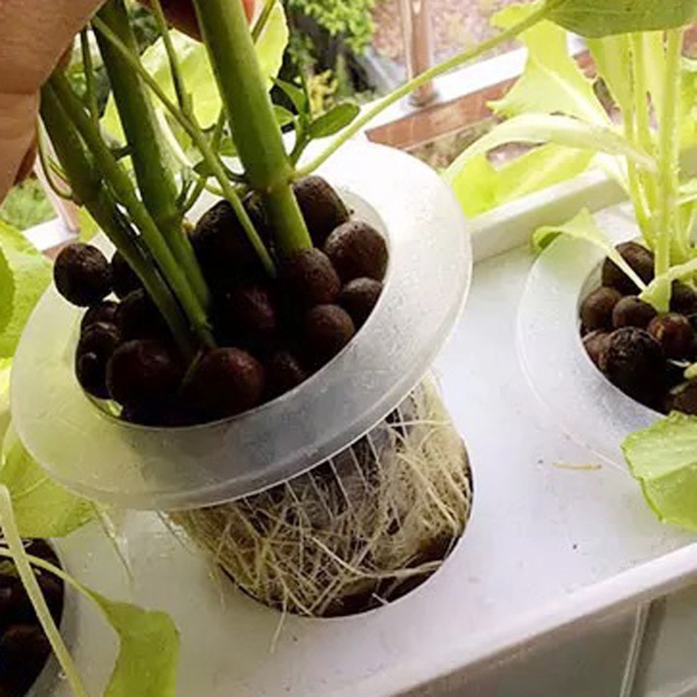 10/50pcs Durable Planting Aqua - Aquarium Plant Seeds avis et prix