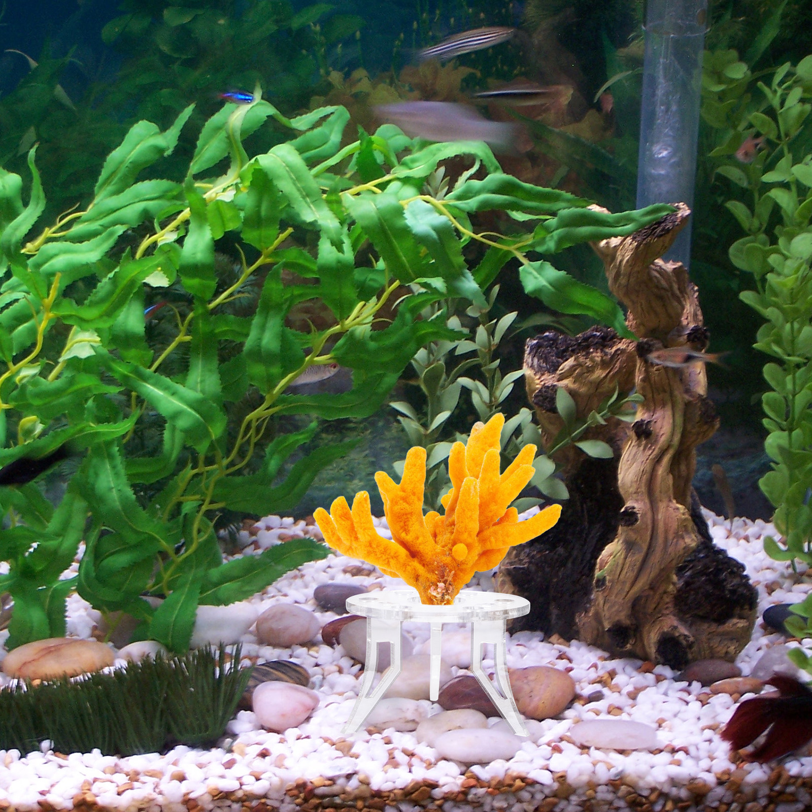 1Pcs Coral Base Stylish Strong - Aquarium Planted Tank Setup avis et prix